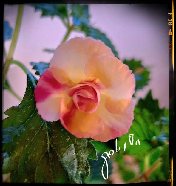  - Limoncello