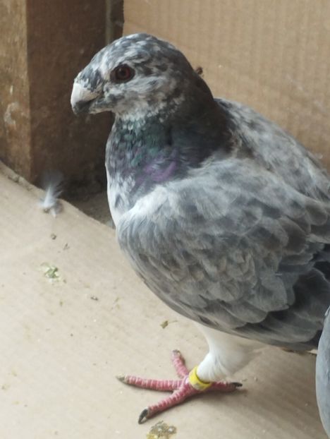  - Americani Show Racer