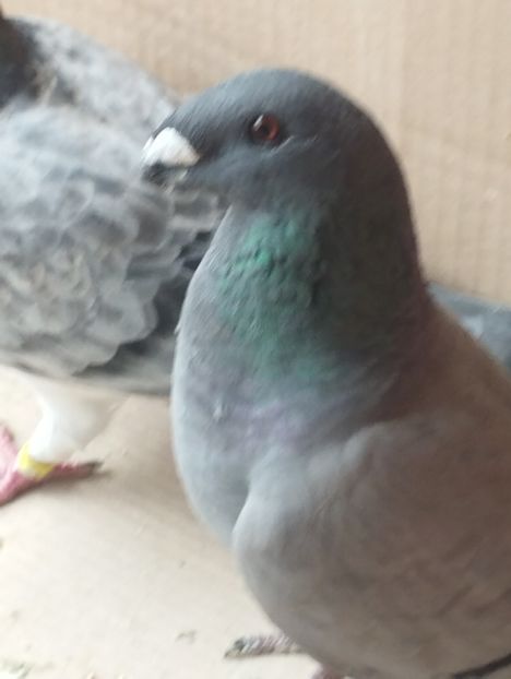  - Americani Show Racer