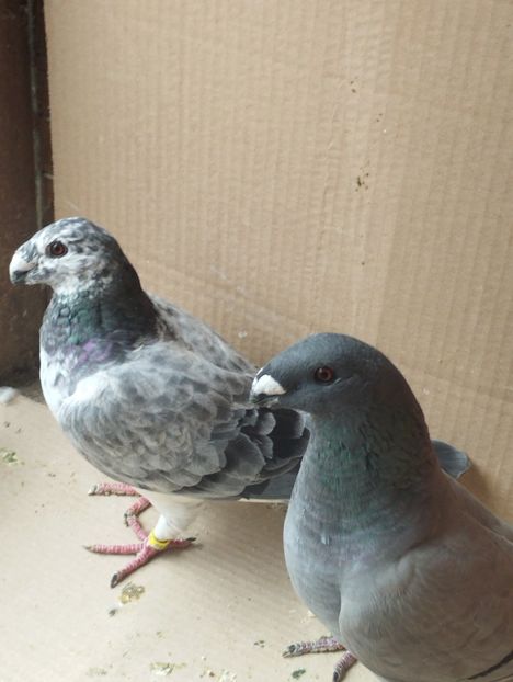  - Americani Show Racer