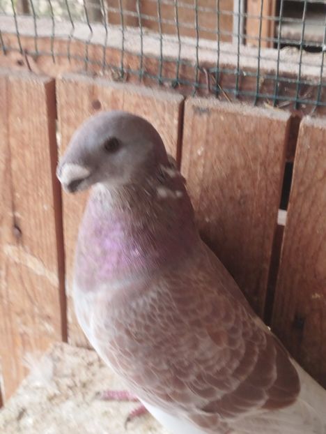  - Americani Show Racer