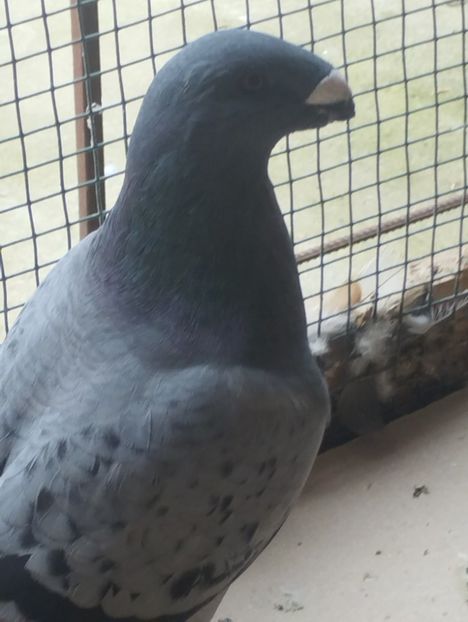  - Americani Show Racer