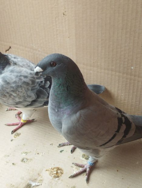  - Americani Show Racer