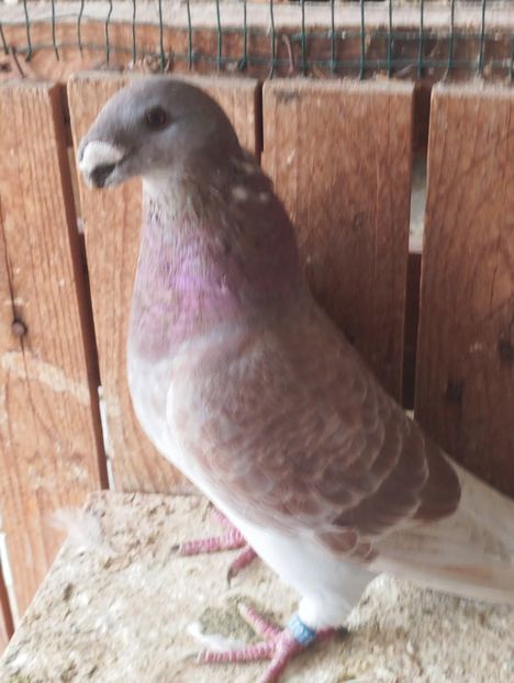  - Americani Show Racer