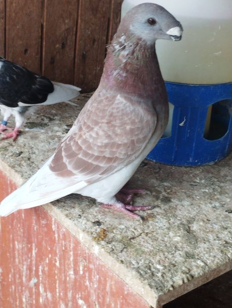  - Americani Show Racer