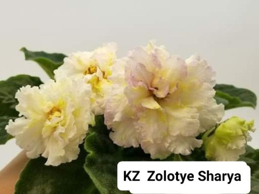 Poză preluată Claudia - KZ Zolotye Sharya
