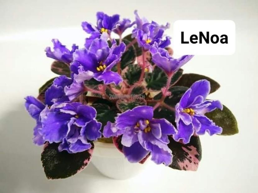 Poză preluată Claudia - LE Noa