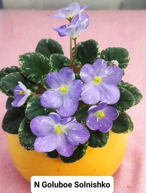 Poză preluată Claudia - N Goluboe Solnishko