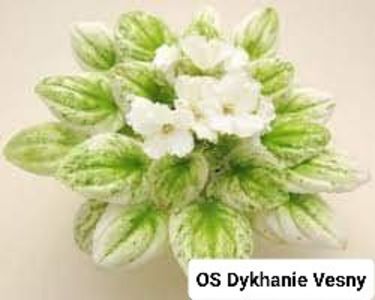 Poză preluată Claudia - O S Dykhanie Vesny