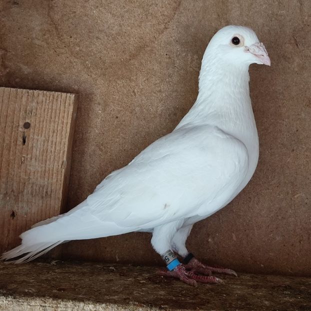 Mascul 20-476 - Porumbei vanduti