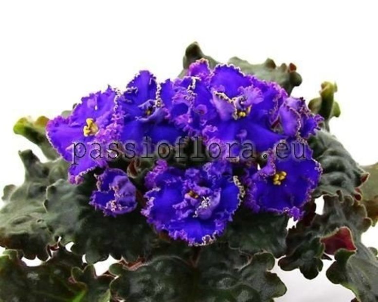 Poză net - AV Nibelungs