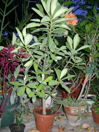DSC01531