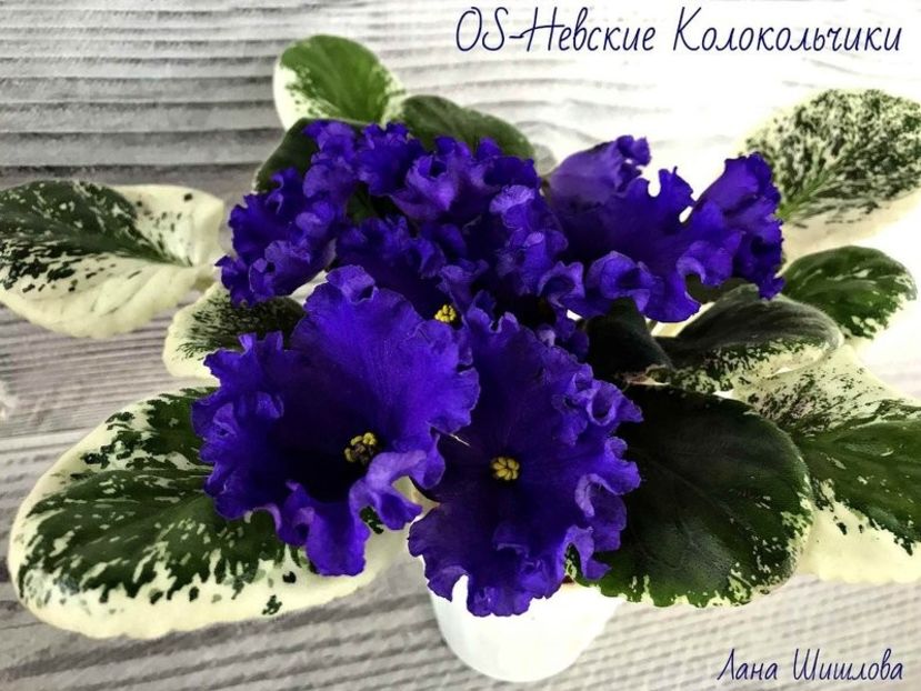 Poză net - OS - Nevskij Kolokochik