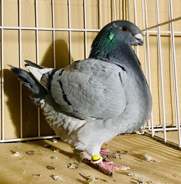 5914763D-5056-41A1-9C65-F8A576EE7D4F - AMERICAN GIANT HOMER 2025