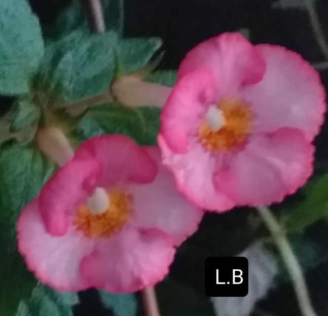 Sun Wind - ACHIMENES - 2024