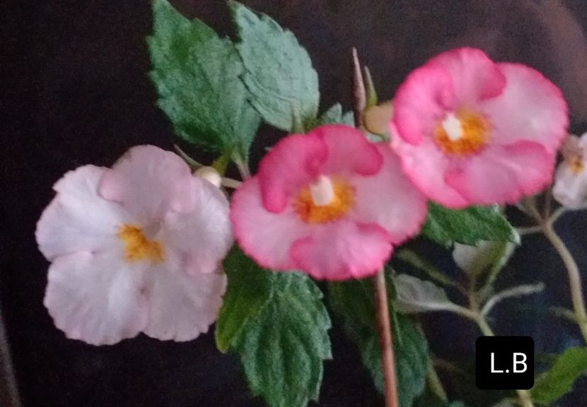 Sun Wind - ACHIMENES - 2024
