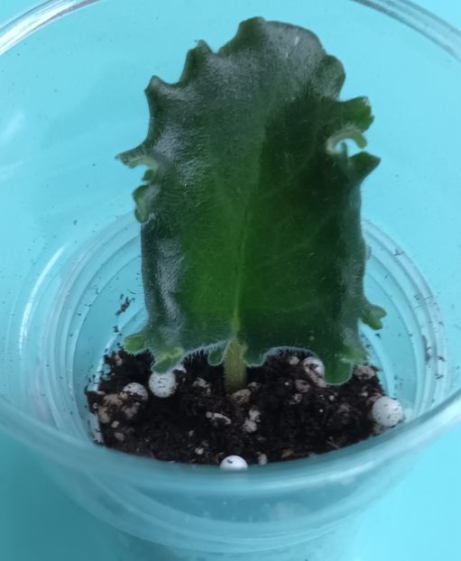  - Mac s Luxurios Leisure