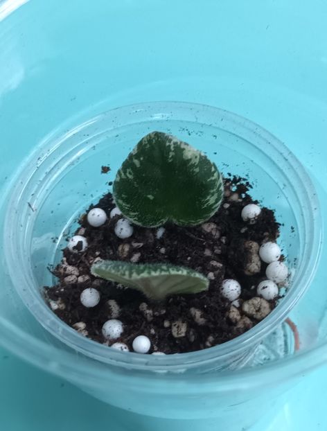  - N Goluboe Solnishko