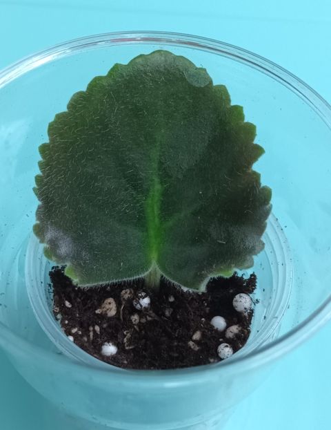  - RM Rosy v Hrustale