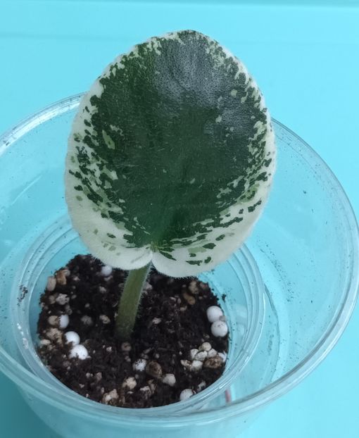  - OS - Nevskij Kolokochik