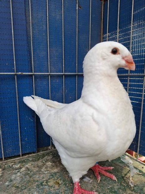 M 2024 - Tineret 2024