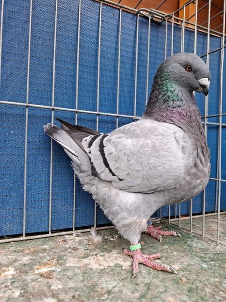 M 2024 - Tineret 2024