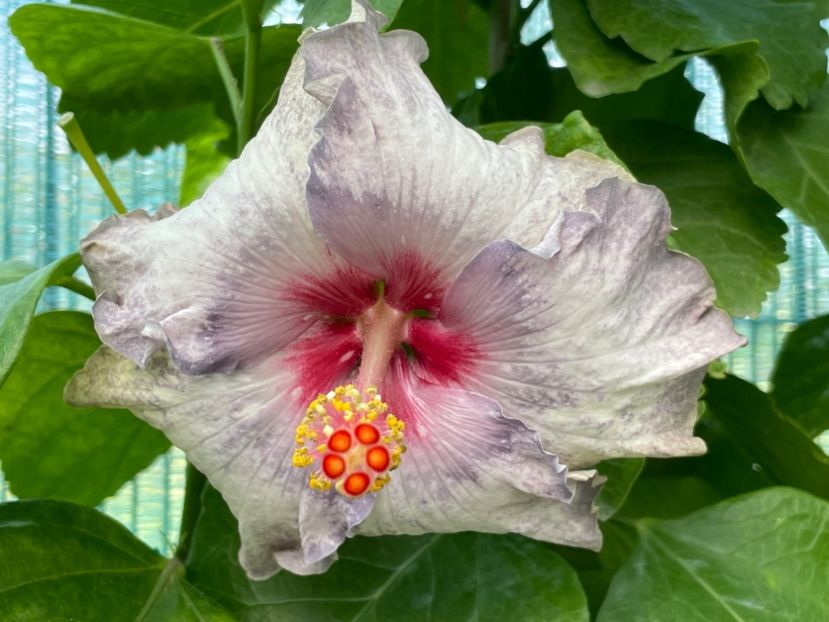  - 001 - Hibiscusi 2024 - 2