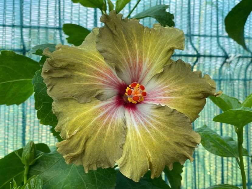  - 001 - Hibiscusi 2024 - 2