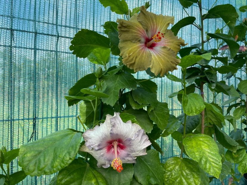  - 001 - Hibiscusi 2024 - 2