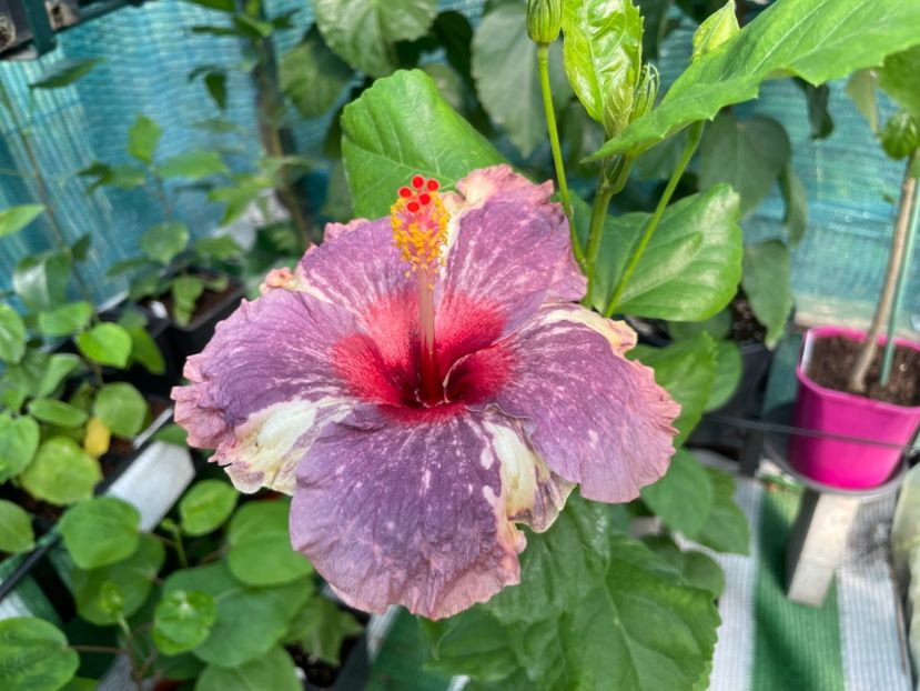  - 001 - Hibiscusi 2024 - 2