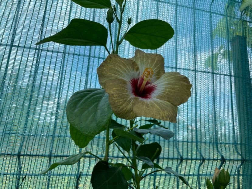  - 001 - Hibiscusi 2024 - 2