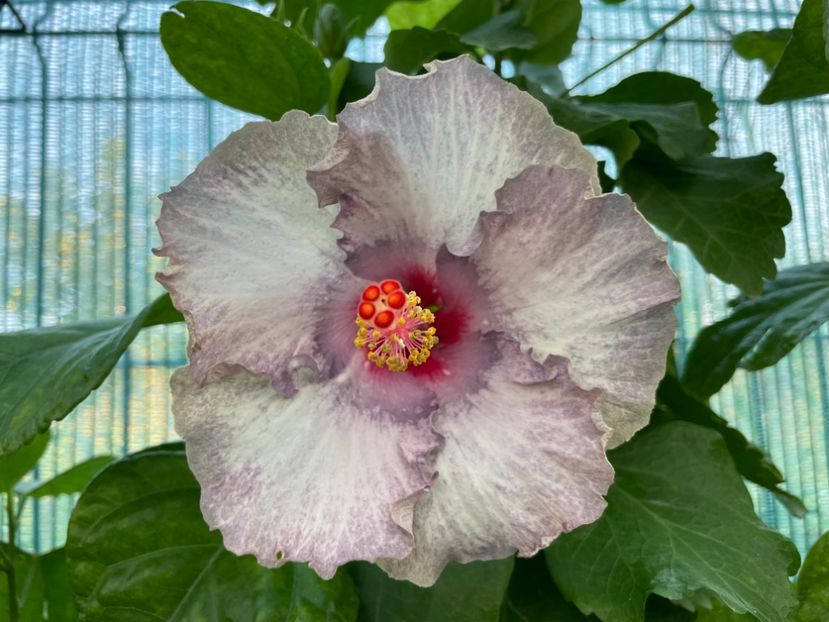  - 001 - Hibiscusi 2024 - 2