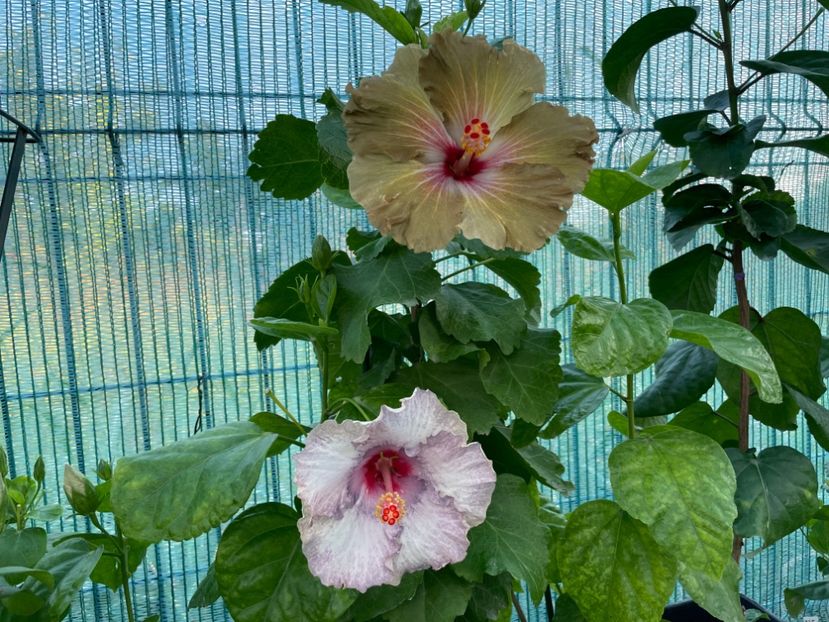  - 001 - Hibiscusi 2024 - 2