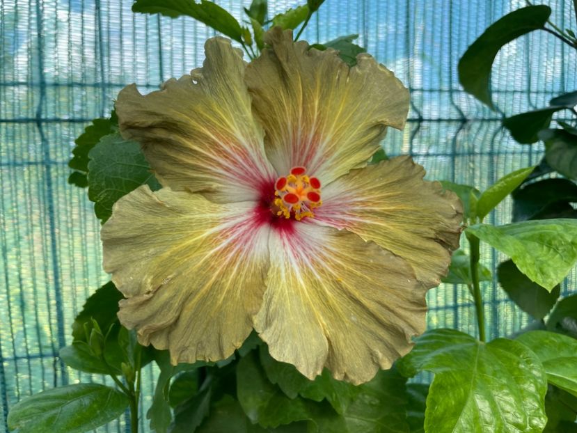  - 001 - Hibiscusi 2024 - 2