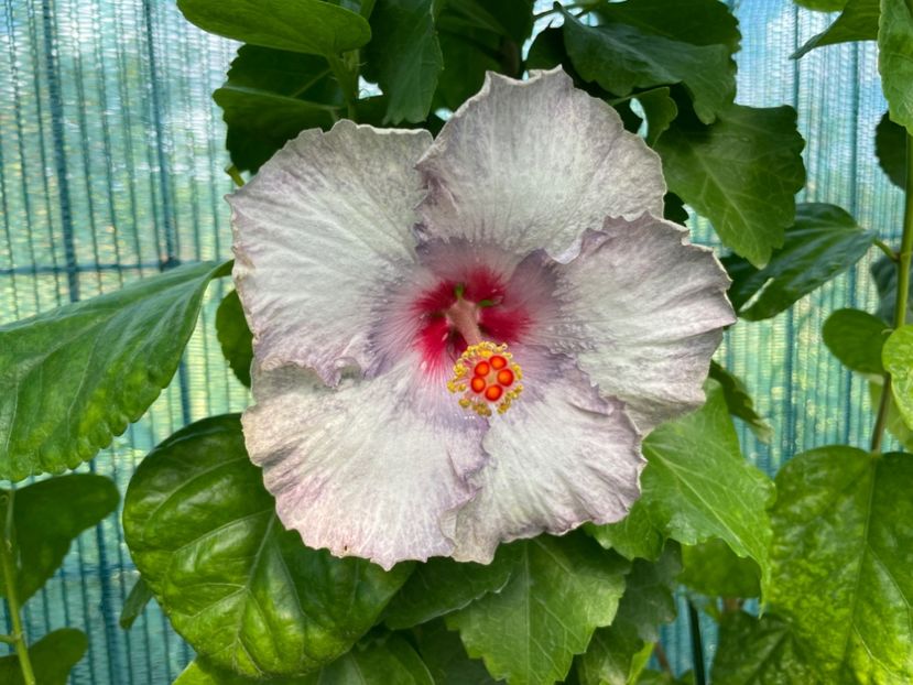  - 001 - Hibiscusi 2024 - 2