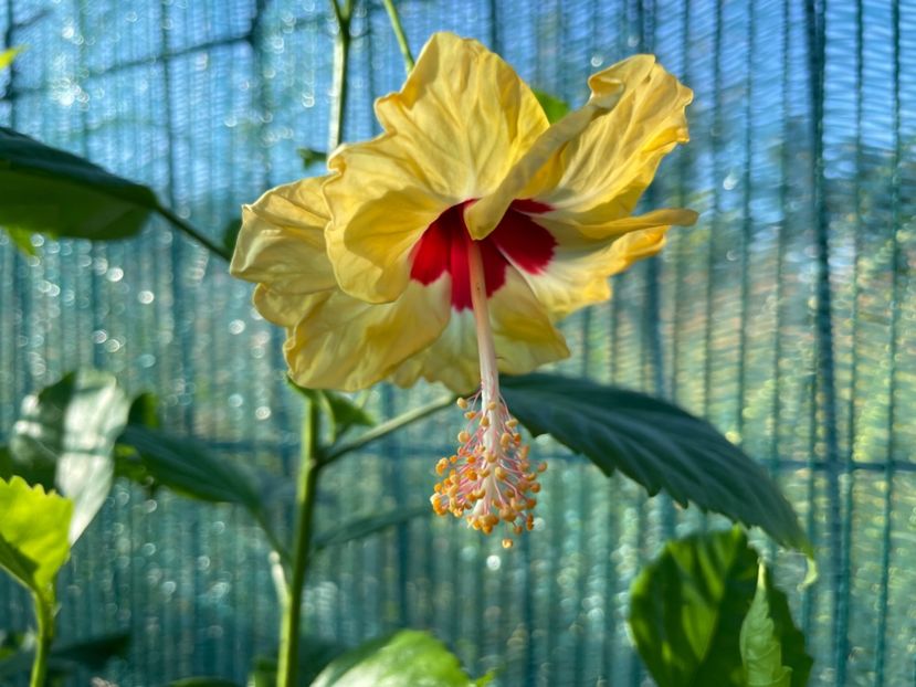  - 001 - Hibiscusi 2024 - 2