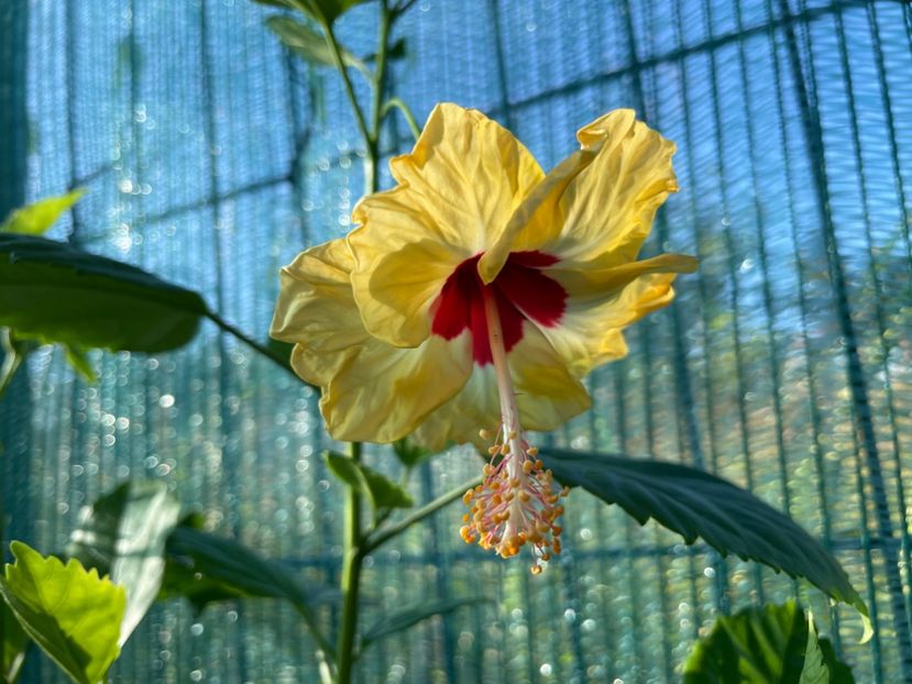  - 001 - Hibiscusi 2024 - 2