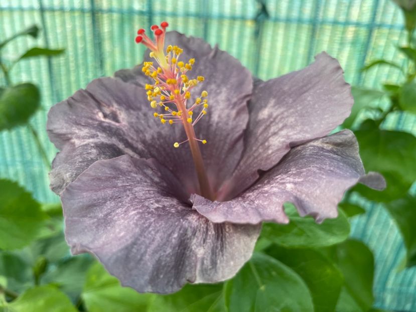  - 001 - Hibiscusi 2024 - 2