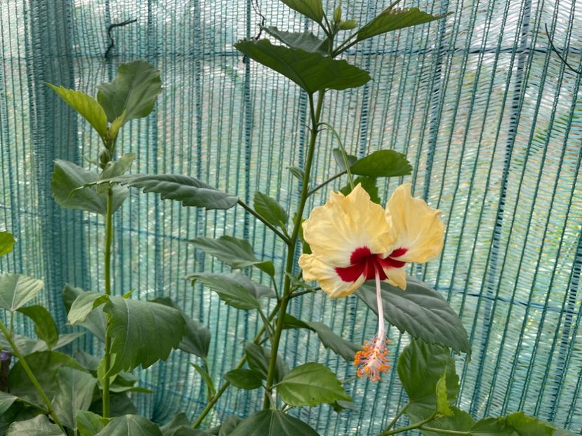  - 001 - Hibiscusi 2024 - 2