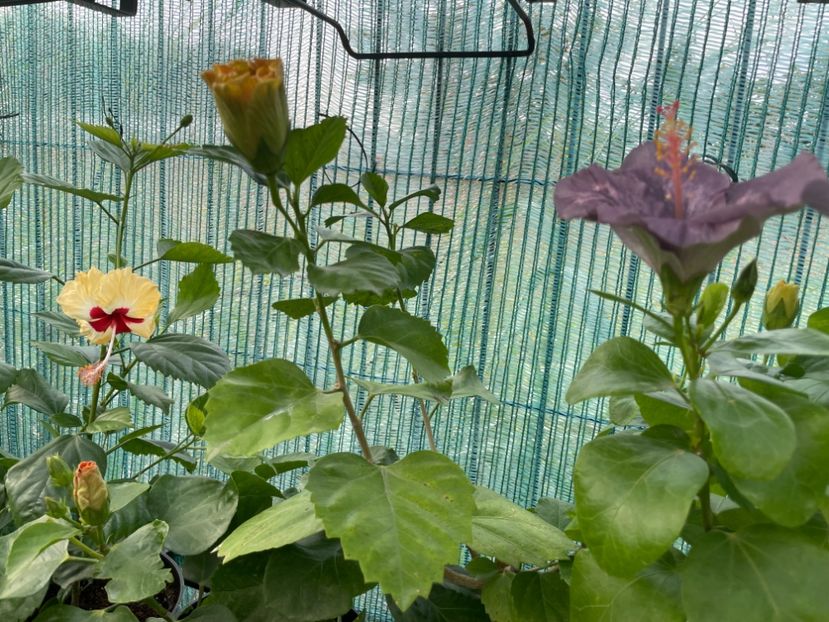  - 001 - Hibiscusi 2024 - 2