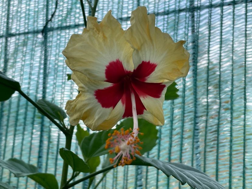  - 001 - Hibiscusi 2024 - 2