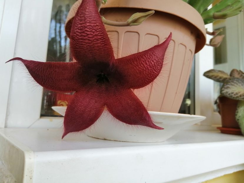  - Stapelia