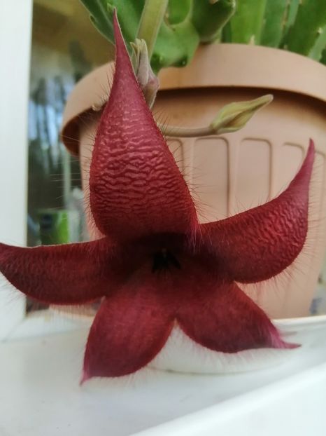  - Stapelia