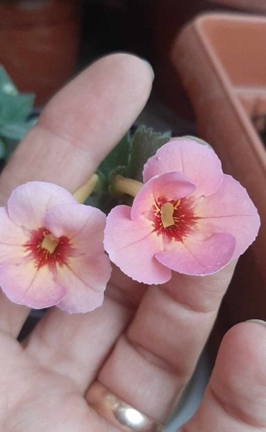 Brid's Sarah Gritzan - Achimenes