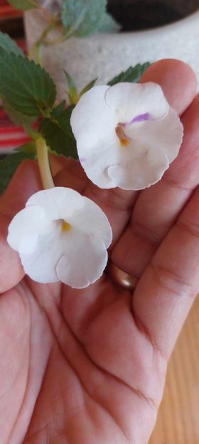X.A.Hymalaian Angel - Achimenes