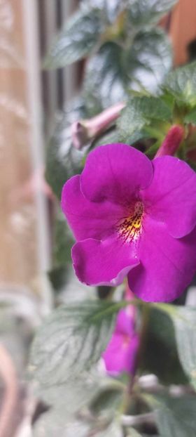 Brid's TE 32 - Achimenes