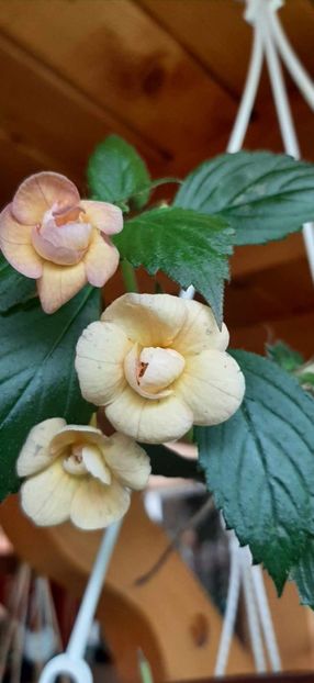 Rf's Tropicana - Achimenes