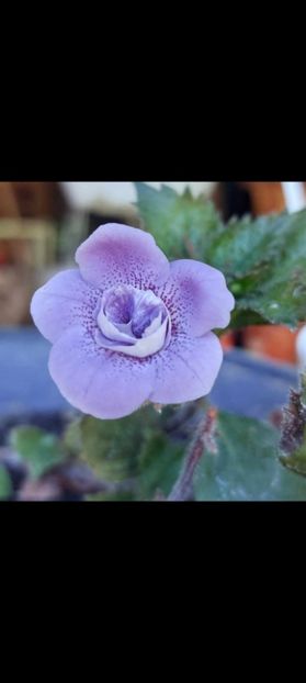 BLUE HURRICANE - Achimenes