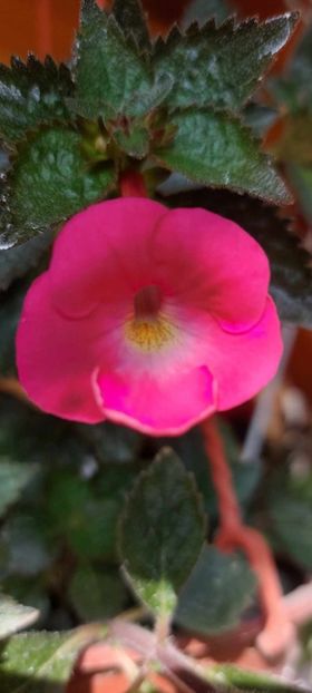 Brid's Ami - Achimenes