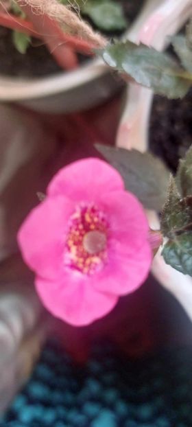 Wild Girls - Achimenes